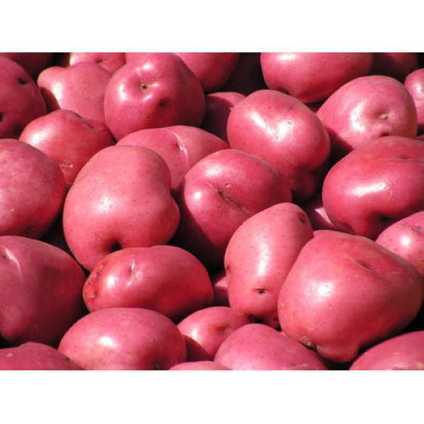 Red Potato- 1x25kg01